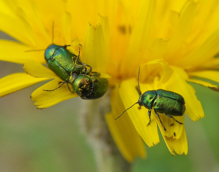 Anomala ausonia? No. Cryptocephalus sp.